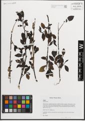 Foto von Salix L.